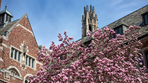 YLS magnolia tree in bloom against building and blue sky